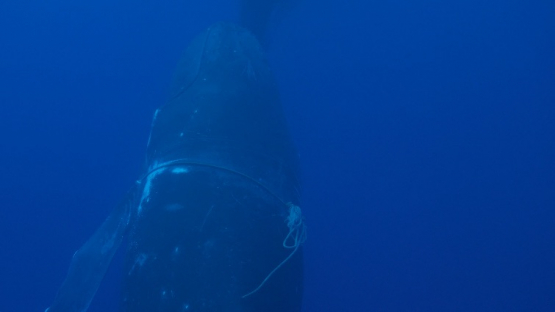 Moorea, two humpback whales swimming, one caught with thick rope around its head, 4K UHD