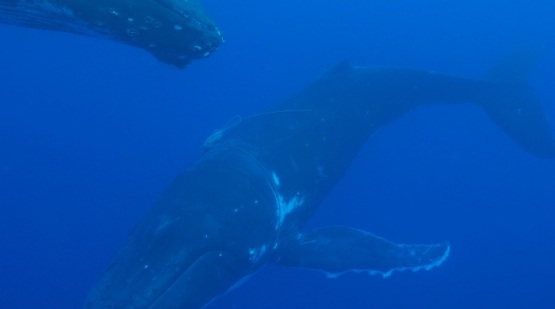 Moorea, two humpback whales swimming, one caught with thick rope around its head, swimming around people, 4K UHD