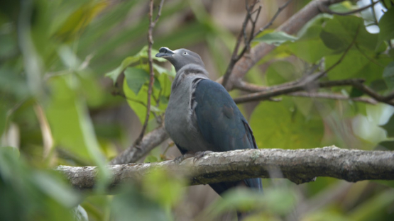 Nuku Hiva, Imperial-Pigeon, Ducula galeata, endemic pigeon of Marquesas islands, 4K UHD