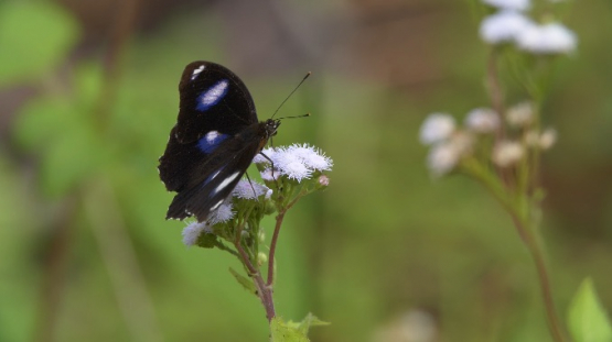 Nuku Hiva, White spotted black butterfly of Marquesas islands, 4K UHD