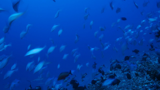 Rangiroa, huge school of blue jackfishes in Tiputa pass, edited video, 4K UHD