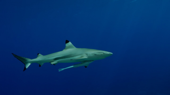 Black tip lagoon sharks swimming in the blue, 4K UHD