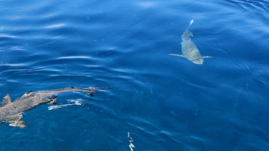 Black tip lagoon sharks seen through the surface, 4K UHD