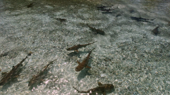 Group of Black tip lagoon sharks seen through the surface shallow, 4K UHD