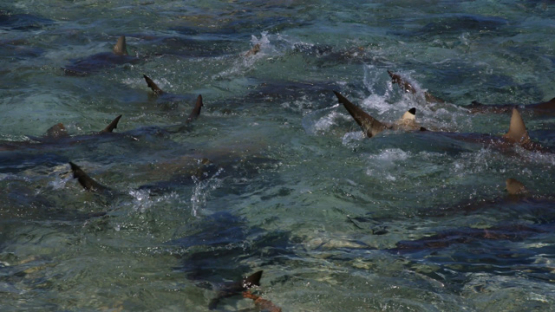Frenzy of Black tip lagoon sharks seen through the surface shallow, 4K UHD