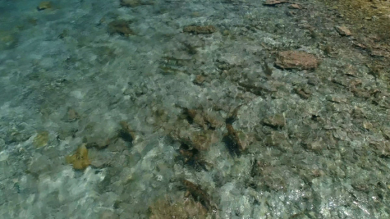 Black tip lagoon sharks seen through the surface shallow, 4K UHD