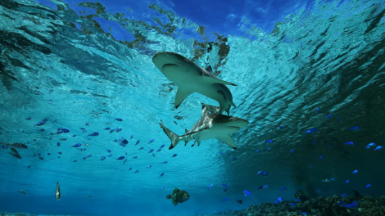 Black tip lagoon sharks under the surface, 4K UHD