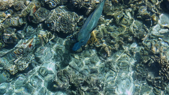 Napoleon fish seen through the surface in the coral garden, 4K UHD