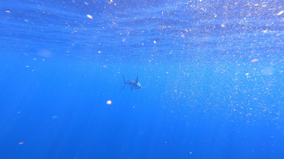 Moorea, deep sea fish, single Blue marlin swimming close to camera