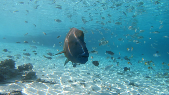 Napoleon wrasse swimming in shallow water in the lagoon, 4K UHD