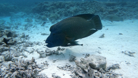 Napoleon wrasse swimming in shallow water over the coral reef, 4K UHD
