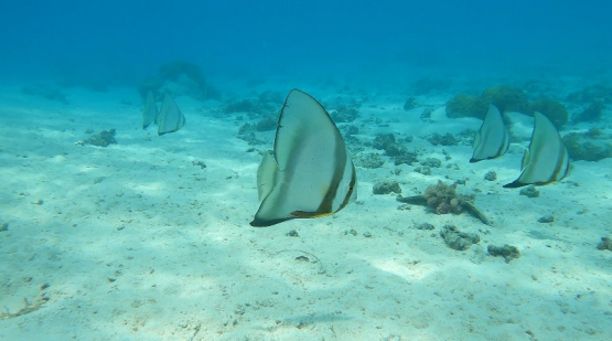 Group of Batfishes in the lagoon, shallow, Moorea, 4K UHD
