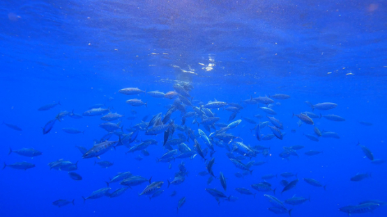 Group of skipjack tuna hunting a school of horse mackerel under the surface, Moorea, 4K UHD