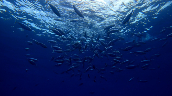 Group of skipjack tuna attacking a school of horse mackerel in the ocean, Moorea, 4K UHD