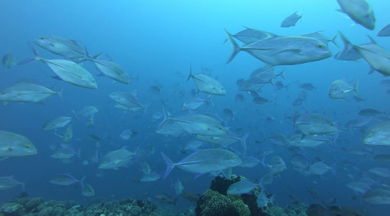 Large school of bluefin trevally over the coral reef, Caranx melampygus, 4K UHD