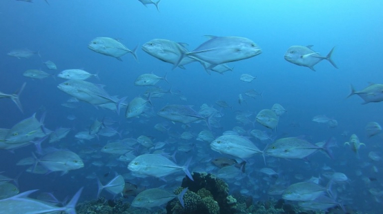 Huge school of bluefin trevally over the coral reef, 4K UHD