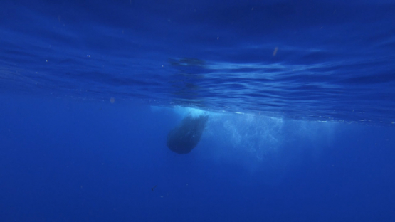 Sperm whale swimming under the surface, Moorea, 4K UHD