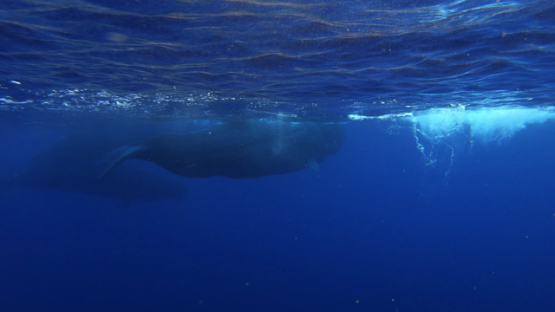 Four Sperm whales under the surface of the ocean, Moorea, 4K UHD