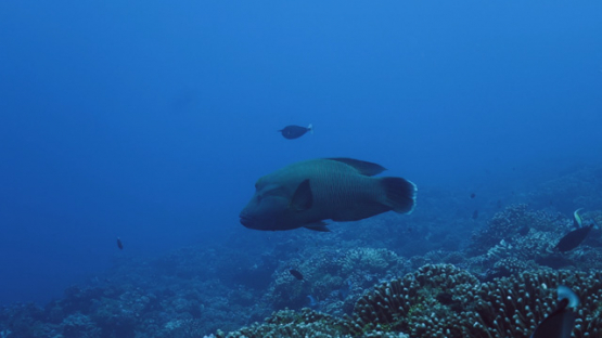Napoleon wrasse over the coral reef of Rangiroa, 4K UHD