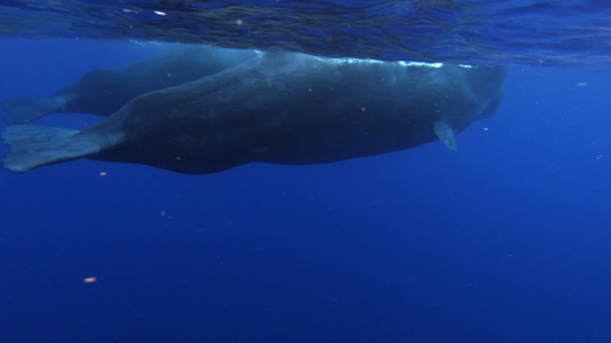 Two Sperm whales swimmming under the surface of the ocean, Moorea, 4K UHD, slowmo