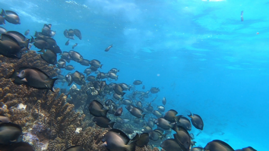 Striated surgeonfish spawning along the coral reef, slowmo, 4K UHD