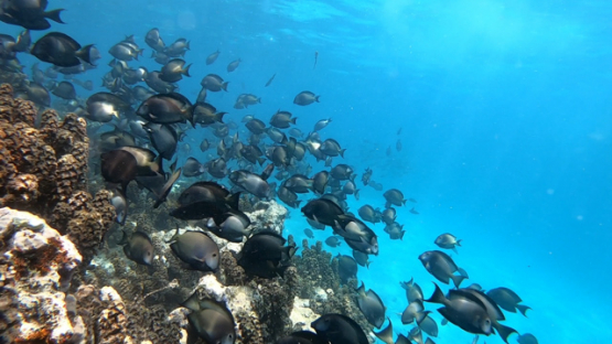 Huge school of striated surgeonfish spawning along the coral reef, 4K UHD, slowmo