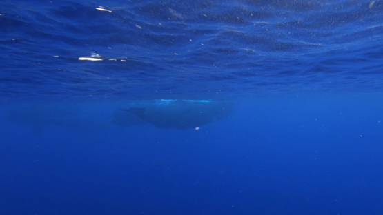 Sperm whale swimming under the surface of the ocean, Moorea, 4K UHD