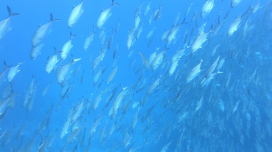 Tahiti, over a huge school of Big eye jack fishes, 4K UHD