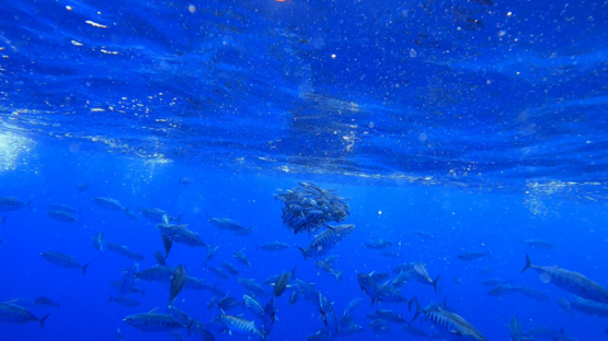 Group of skipjack tuna hunting a school of horse mackerel under the surface, Moorea