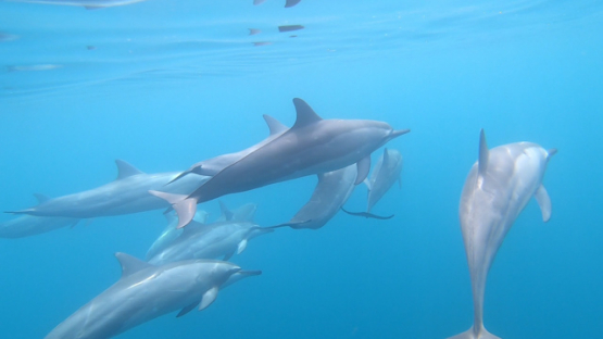 Slow motion of a Group of Spinner dolphins swimming under the surface, Moorea, 4K UHD