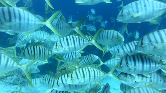 Barred jack fishes schooling over the coral reef in the lagoon, 4K UHD, slowmo