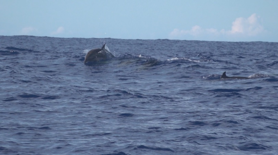 Fraser s dolphins beathing on surface,  in the ocean near Moorea