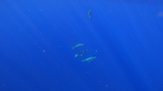 Fraser s dolphins swimming, or Group of Sarawak dolphins in the ocean near Moorea