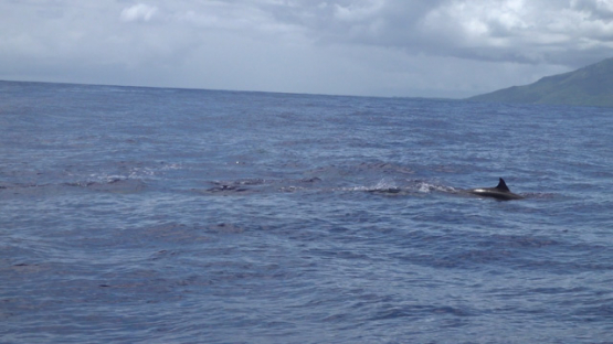 Fraser s dolphins on surface, or Group of Sarawak dolphins in the ocean near Moorea