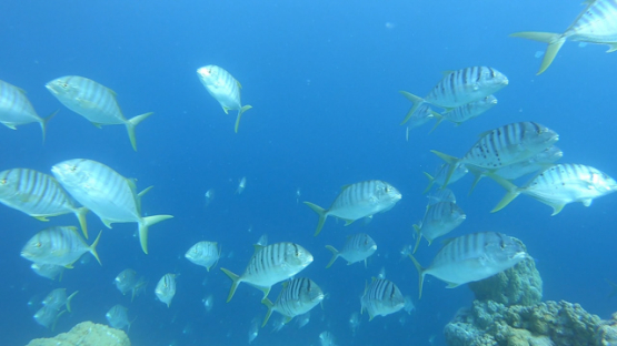 Barred jack fishes schooling over the coral reef in the lagoon, 4K UHD, slowmo