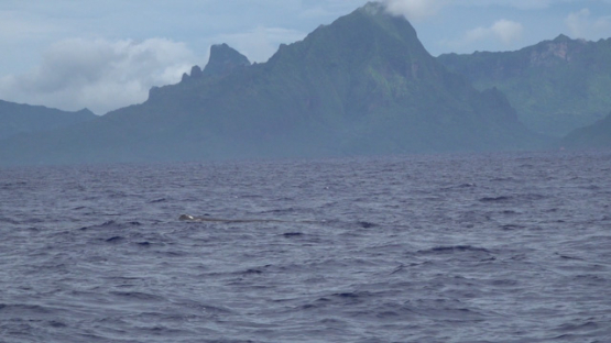 Sperm whales breathing at the surface, Moorea