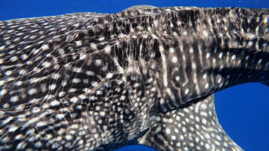 Whale shark swimming near the surface, close to camera