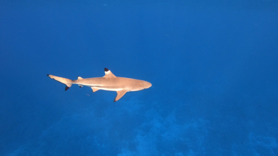 Black tip lagoon sharks swimming in the ocean, 4K UHD