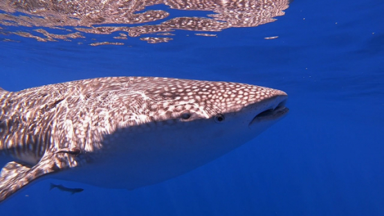 Whale shark swimming near the surface