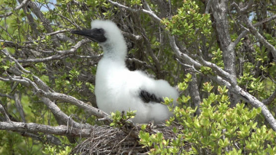 Juvenile brown booby covered in white down in its nest