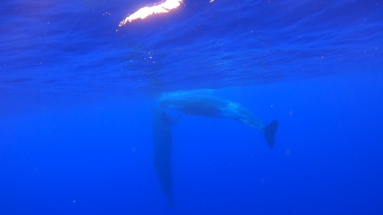 Two sperm whales socializing under the surface, Moorea, 4K UHD