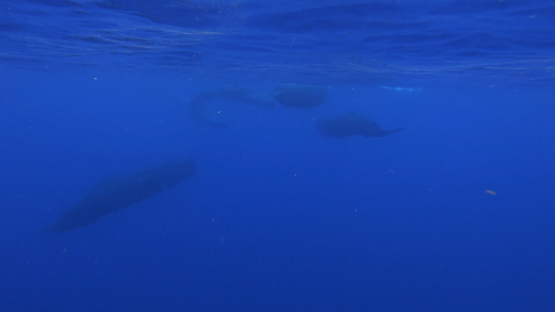 Four sperm whales swimming under the surface, Moorea, 4K UHD