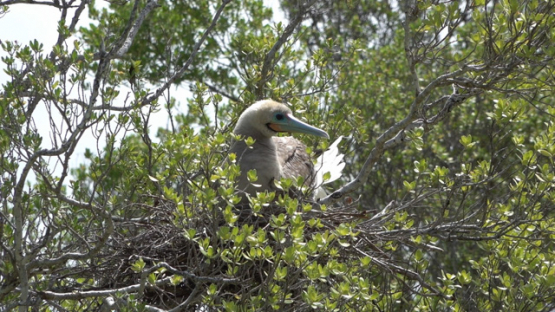 Juvenile red-footed booby in its nest
