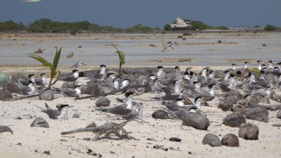 Colony of Sea birds in the lagoon, greater crested tern on the sand