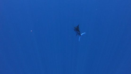 Moorea, deep sea fish coming from the depth, single Blue marlin swimming close to camera