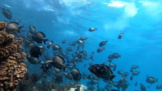 School of striated surgeonfish spawning along the coral reef, 4K UHD, slowmo