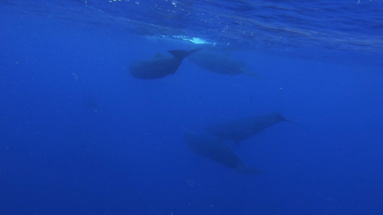 Group ofSperm whales swimmming under the surface of the ocean, Moorea, 4K UHD, slowmo