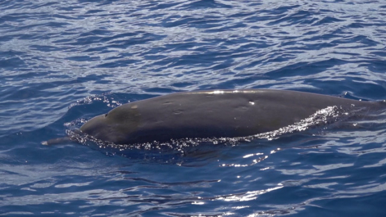 Moorea, Blainville s beaked whales or dense-beaked whales breathing at the surface