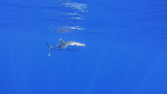 Moorea, Whale shark swimming near the surface