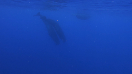 Sperm whales swimmming under the surface of the ocean, Moorea, 4K UHD, slowmo